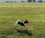 Ranger - Male Rat Terrier Puppy for Sale - Photo #4