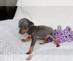 Small Photo #2 Miniature Pinscher Puppy For Sale in SHILOH, OH, USA