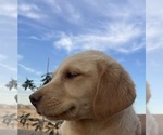 Small #12 Golden Labrador