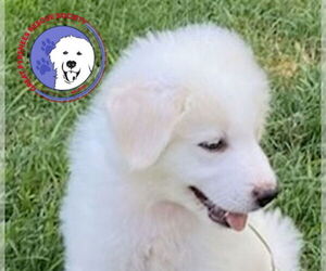 Great Pyrenees Dogs for adoption in Spring, TX, USA