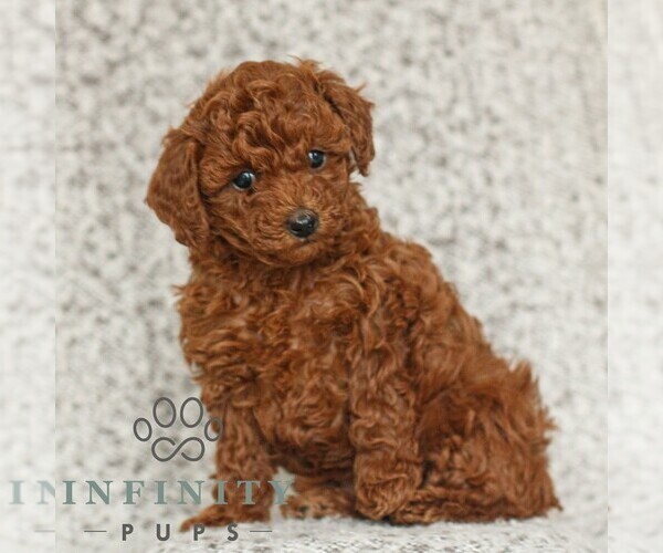Medium Photo #3 Poodle (Toy) Puppy For Sale in NEW HOLLAND, PA, USA