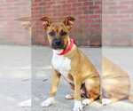 Small Boxer Mix
