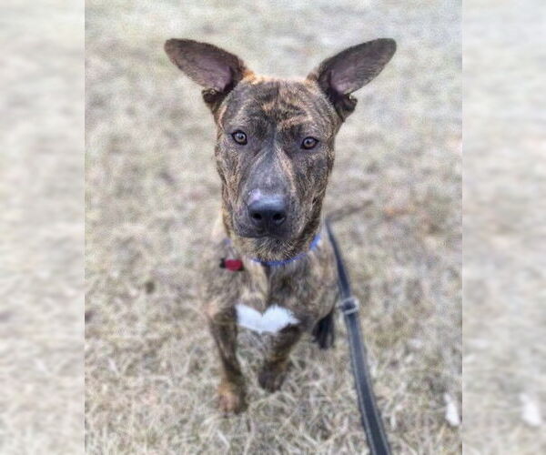 Medium Photo #15 Mountain Cur-Unknown Mix Puppy For Sale in Rockaway, NJ, USA