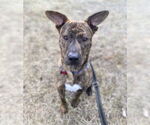 Small #14 Mountain Cur Mix