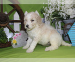 Small #11 Poodle (Standard)