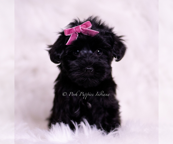 Medium Photo #7 Yorkipoo Puppy For Sale in WARSAW, IN, USA