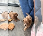 Small #4 Maltipoo