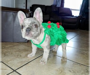 French Bulldog Puppy for sale in PASCO, WA, USA