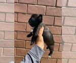 Small Photo #124 French Bulldog Puppy For Sale in ORLANDO, FL, USA
