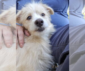 DC - Male Border Terrier-Unknown Mix Dog for Adoption - Photo #3