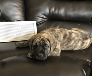 Mastiff Puppy for Sale in JEFFERSON, Pennsylvania USA