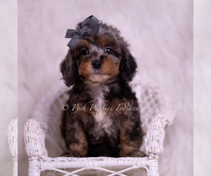 Medium Poodle (Toy)