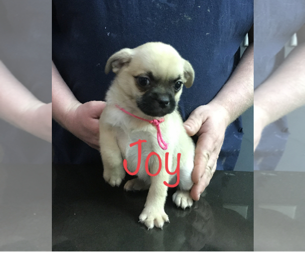 Medium Photo #1 Pom-A-Pug Puppy For Sale in ACTON, CA, USA