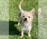 Small Photo #2 Cairn Terrier Puppy For Sale in Menifee, CA, USA