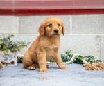 Small #4 Golden Retriever