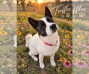 Truffles - Female Akita-Unknown Mix Dog for Adoption - Photo #2