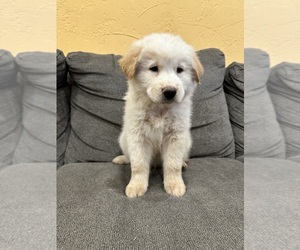 Labrador Retriever-Siberian Husky Mix Dogs for adoption in BASTROP, TX, USA