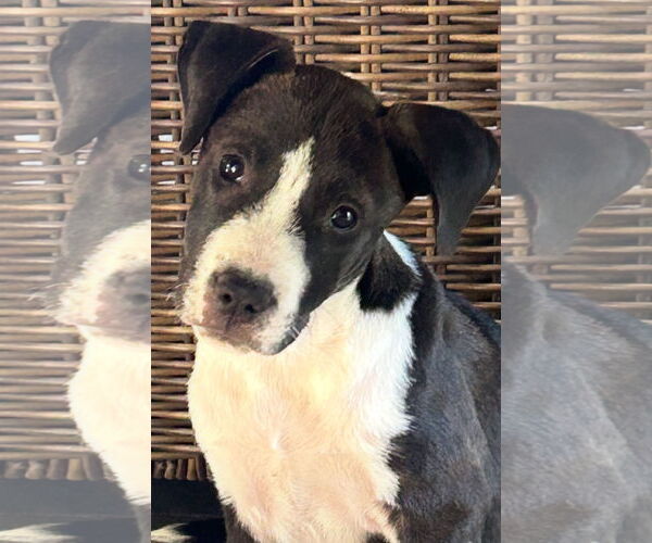 Medium Photo #4 Labrador Retriever-Unknown Mix Puppy For Sale in Rockaway, NJ, USA