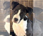 Small #3 Labrador Retriever Mix