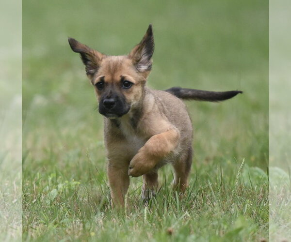 Medium Photo #7 Retriever -Unknown Mix Puppy For Sale in Mechanicsburg, PA, USA