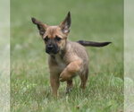 Small #6 Retriever  Mix