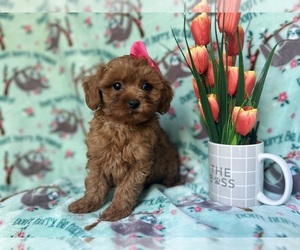 Cavapoo Puppy for sale in LAKELAND, FL, USA