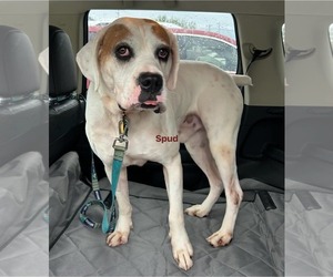 Boxer Dogs for adoption in Burnsville, MN, USA