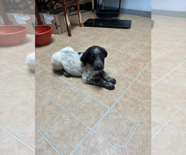 Medium Photo #2 Colonial Cocker Spaniel-Pointer Mix Puppy For Sale in Brooksville, FL, USA
