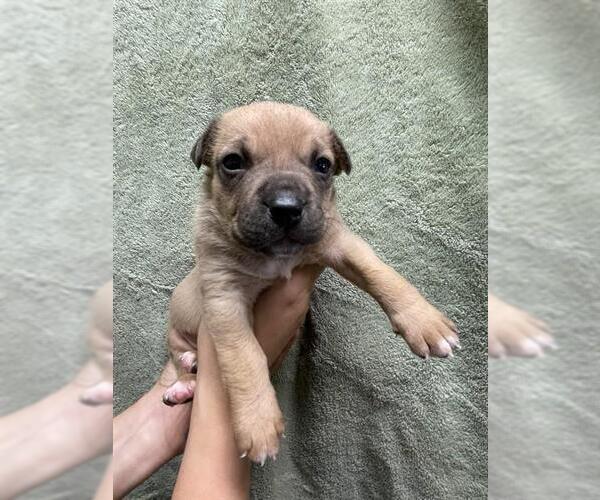 Medium Photo #2 American Pit Bull Terrier Puppy For Sale in Riverside, CA, USA