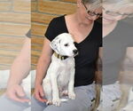 Small #3 Great Pyrenees-Pointer Mix