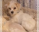 Small Photo #3 ShiChi Puppy For Sale in Colorado Springs, CO, USA