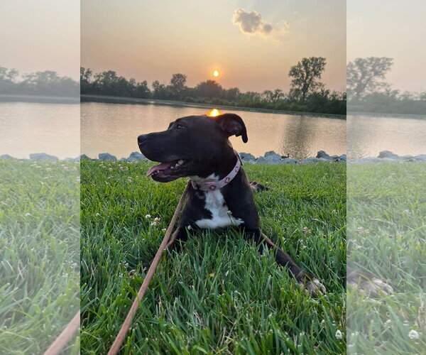 Medium Photo #46 American Pit Bull Terrier-Unknown Mix Puppy For Sale in Germantown, OH, USA