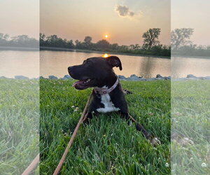 Firefly - Female American Pit Bull Terrier-Unknown Mix Dog for Adoption - Photo #46