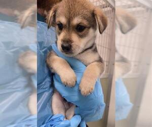 Siberian Husky-Unknown Mix Dogs for adoption in San Antonio, TX, USA