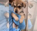 Small Siberian Husky Mix