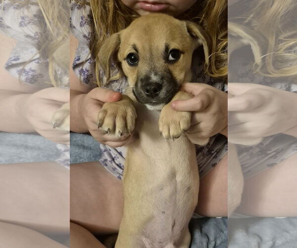 Medium Photo #1 Chihuahua Puppy For Sale in The Woodlands, TX, USA