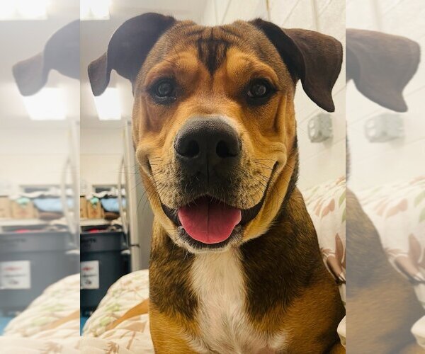 Medium Photo #16 Rottweiler-Unknown Mix Puppy For Sale in Muskegon, MI, USA