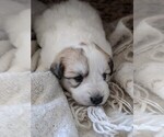 Small Photo #30 Great Pyrenees Puppy For Sale in FALCON, CO, USA