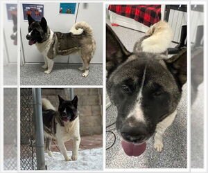 Akita Dogs for adoption in Westminster, MD, USA