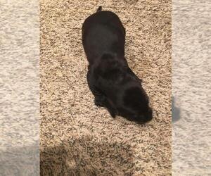 Dachshund Puppy for sale in BUTLER, PA, USA