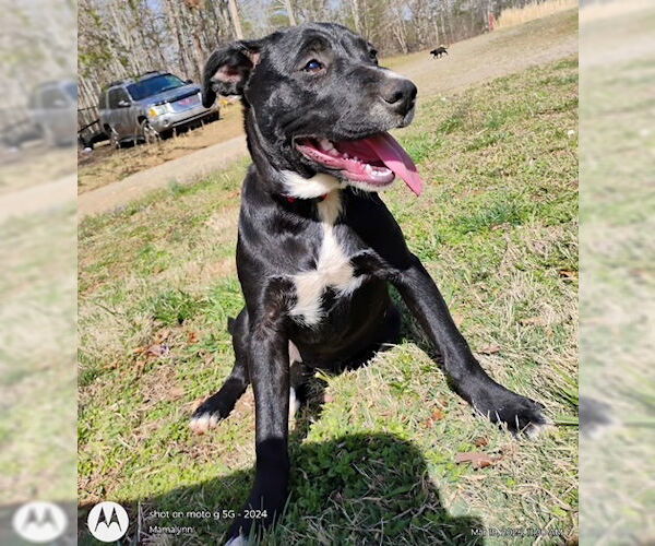 Medium Photo #1 Labrador Retriever Puppy For Sale in Rutherfordton, NC, USA