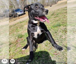 Labrador Retriever Dogs for adoption in Rutherfordton, NC, USA
