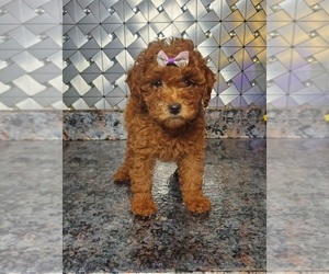 Goldendoodle (Miniature) Puppy for sale in GOSHEN, IN, USA
