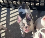 Small #8 French Bulldog