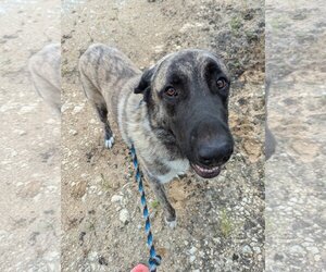 Anatolian Shepherd Dogs for adoption in Higley, AZ, USA