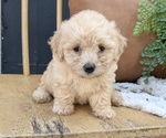 Small #1 Poovanese