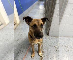 Mutt Dogs for adoption in Emmett, ID, USA