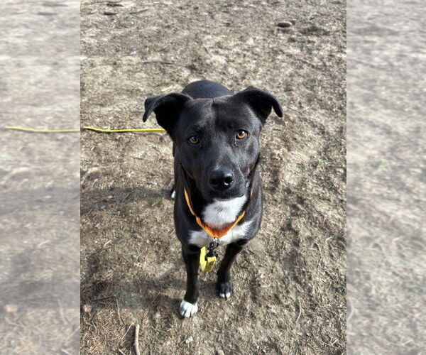Medium Photo #7 Labrador Retriever-Unknown Mix Puppy For Sale in Brewster, NY, USA