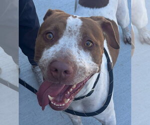 Mutt Dogs for adoption in Tarboro, NC, USA
