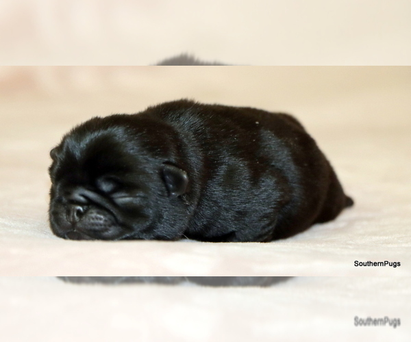 Medium Photo #6 Pug Puppy For Sale in WINNSBORO, TX, USA
